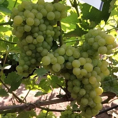 Виноград КИШМИШ 311  Виноград КИШМИШ 311 в Тюмени