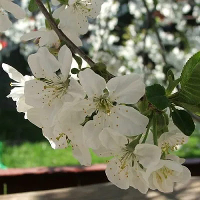 Вишня УМБРАКУЛИФЕРА  Вишня УМБРАКУЛИФЕРА в Тюмени