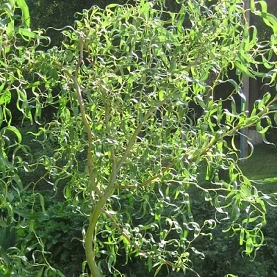 Ива МАТСУДАНА в Тюмени