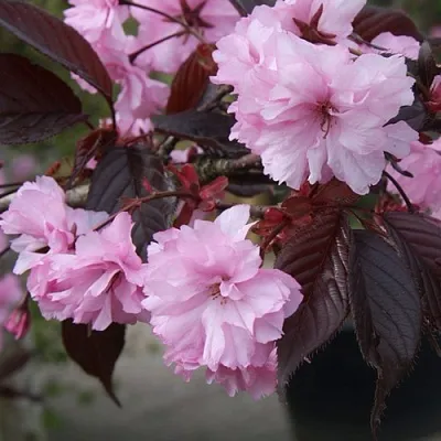 Сакура РОЯЛ БУРГУНДИ  Сакура РОЯЛ БУРГУНДИ в Тюмени