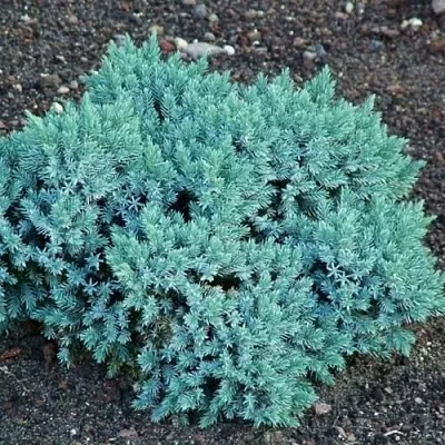 Можжевельник БЛЮ СТАР чешуйчатый  Можжевельник БЛЮ СТАР чешуйчатый в Тюмени