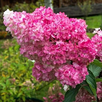 Гортензия МЕГА МИНДИ метельчатая в Тюмени