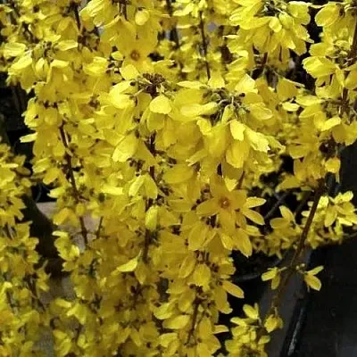 Форзиция ГОЛДРАУШ  Форзиция ГОЛДРАУШ в Тюмени