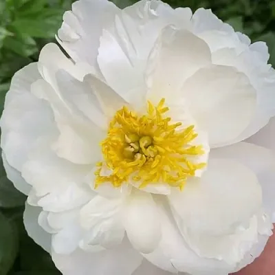 Пион ДУБЛИН травянистый  Пион ДУБЛИН травянистый в Тюмени