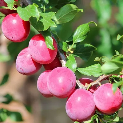 Алыча в Тюмени