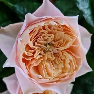 Саженцы роз ВУВУЗЕЛА РОМАНТИК чайно-гибридная  Саженцы роз ВУВУЗЕЛА РОМАНТИК чайно-гибридная в Тюмени