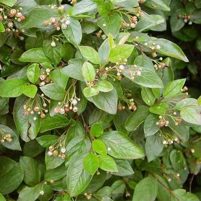 Кизильник блестящий в Тюмени