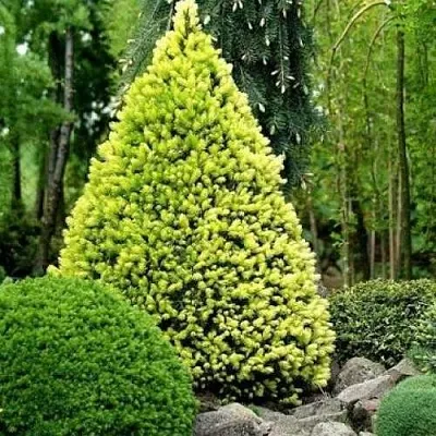 Ель РЕЙНБОУЗ ЭНД сизая  Ель РЕЙНБОУЗ ЭНД сизая в Тюмени