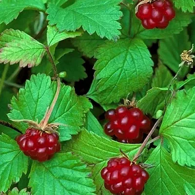 Княженика АУРА  Княженика АУРА в Тюмени