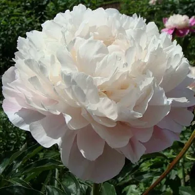 Пион ВОГ травянистый  Пион ВОГ травянистый в Тюмени