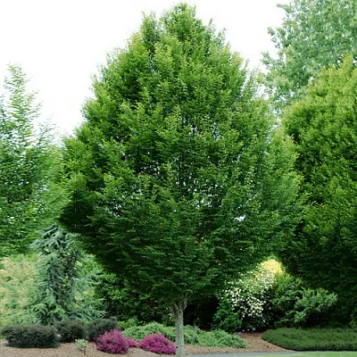 Граб Граб в Тюмени