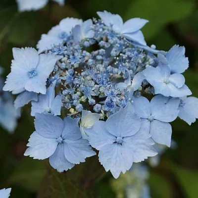 Гортензия БЛЮ ДЕКЛ пильчатая  Гортензия БЛЮ ДЕКЛ пильчатая в Тюмени