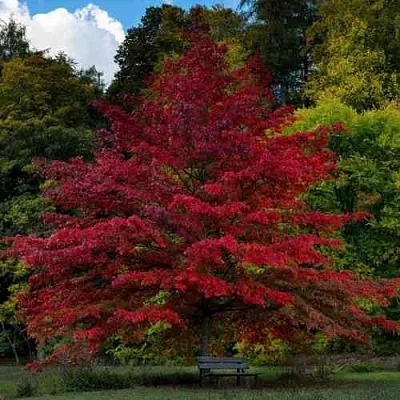 Дуб болотный в Тюмени