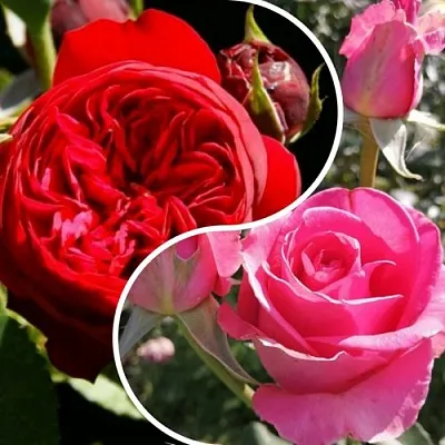 Комплект РОМАНТИЧЕСКИЙ БУКЕТ в Тюмени