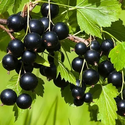 Смородина чёрная БЕЛОРУССКАЯ СЛАДКАЯ в Тюмени