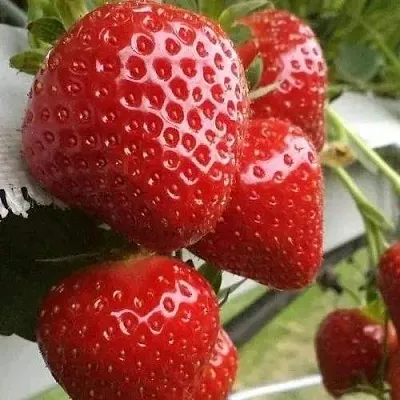 Клубника АРГЕНТЕРА  Клубника АРГЕНТЕРА в Тюмени