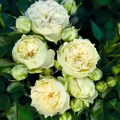 Саженцы роз БЛАНШЕТТ спрей  Саженцы роз БЛАНШЕТТ спрей в Тюмени