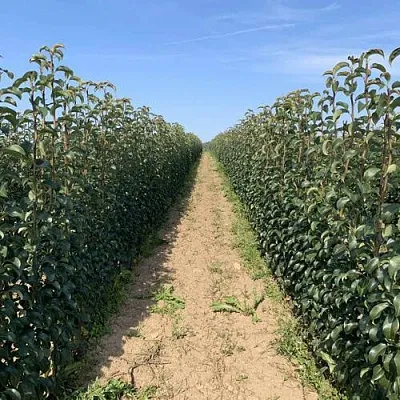 Саженцы почтой и ТК  Саженцы почтой и ТК в Тюмени