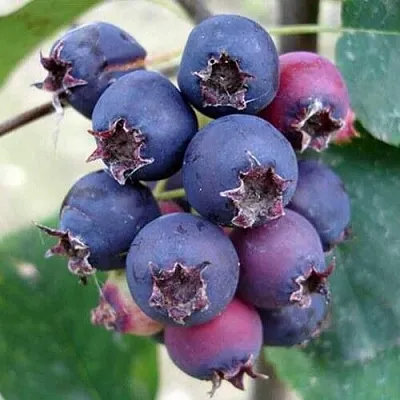 Ирга SLEYT  Ирга SLEYT в Тюмени