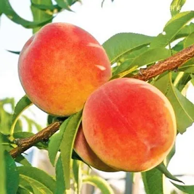 Персик ОНТАРИО  Персик ОНТАРИО в Тюмени
