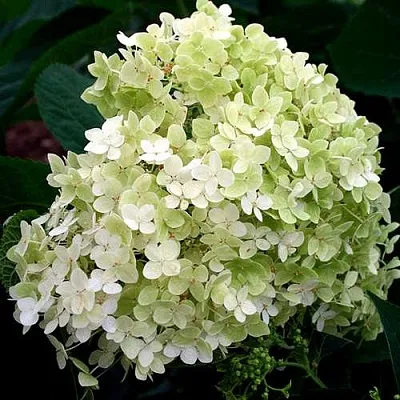 Гортензия СТЕРИЛИС древовидная  в Тюмени