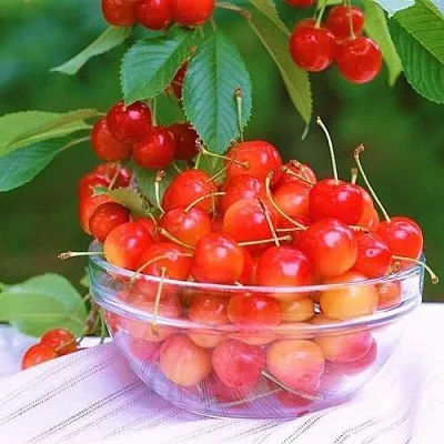 Черешня НАСЛАЖДЕНИЕ в Тюмени