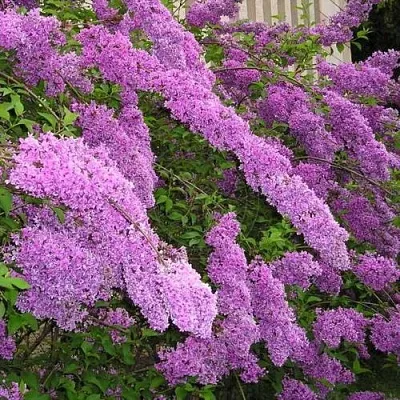 Сирень КИТАЙСКАЯ в Тюмени