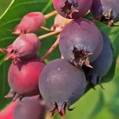 Ирга MANDAN  Ирга MANDAN в Тюмени