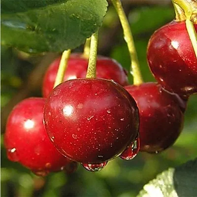 Дюк ПРЕВОСХОДНАЯ ВЕНЬЯМИНОВА  Дюк ПРЕВОСХОДНАЯ ВЕНЬЯМИНОВА в Тюмени