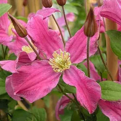 Клематис ИНСПИРЕЙШН ЗОЙН  Клематис ИНСПИРЕЙШН ЗОЙН в Тюмени