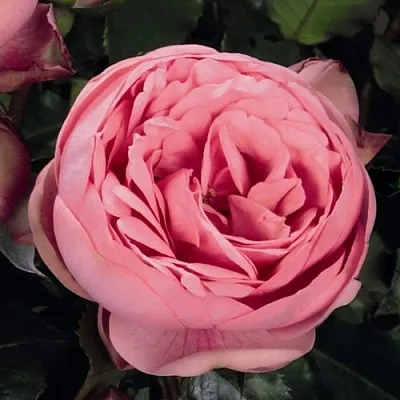 Саженцы роз ХЭППИ ПИАНО чайно-гибридная  Саженцы роз ХЭППИ ПИАНО чайно-гибридная в Тюмени