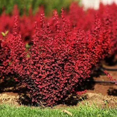 Барбарис ОРАНЖ РОКЕТ тунберга в Тюмени