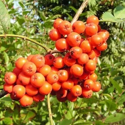 Рябина КОНЦЕНТРА сладкоплодная  Рябина КОНЦЕНТРА сладкоплодная в Тюмени