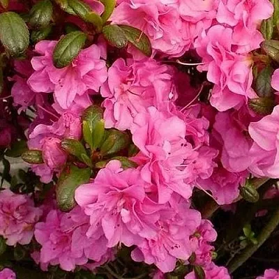 Азалия ПЕТТИКОУТ японская в Тюмени