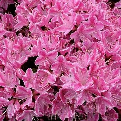 Азалия КЕРМЕСИНА РОУЗ японская в Тюмени