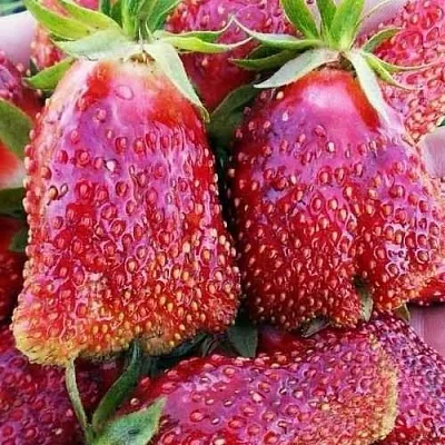 Клубника КУПЧИХА  Клубника КУПЧИХА в Тюмени