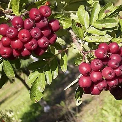 Рябина БУРКА сладкоплодная  Рябина БУРКА сладкоплодная в Тюмени