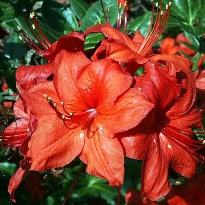 Азалия ДОЛОРОСО листопадная  Азалия ДОЛОРОСО листопадная в Тюмени