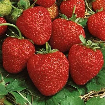 Клубника КОРОНА  Клубника КОРОНА в Тюмени