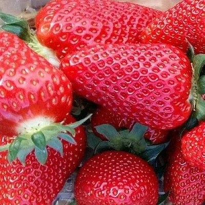 Клубника АМИ  Клубника АМИ в Тюмени