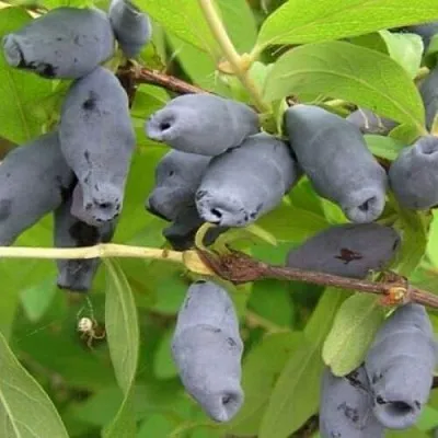 Жимолость съедобная РОКСАНА  Жимолость съедобная РОКСАНА в Тюмени