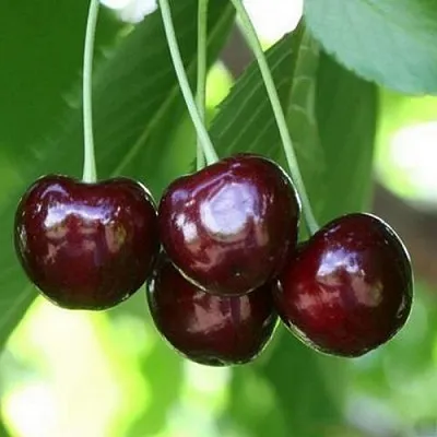 Черешня ЛЕНИНГРАДСКАЯ ЧЁРНАЯ в Тюмени
