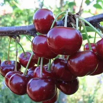 Дюк ИВАНОВНА  Дюк ИВАНОВНА в Тюмени