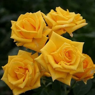 Саженцы роз ШАНИ спрей  Саженцы роз ШАНИ спрей в Тюмени