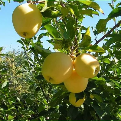 Яблоня ГОЛДЕН МИЛЛЕНИУМ в Тюмени