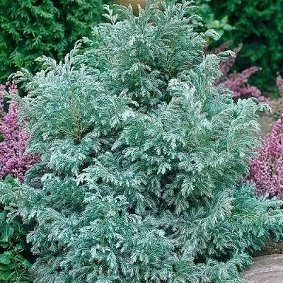 Кипарисовик БУЛЕВАРД горохоплодный  Кипарисовик БУЛЕВАРД горохоплодный в Тюмени