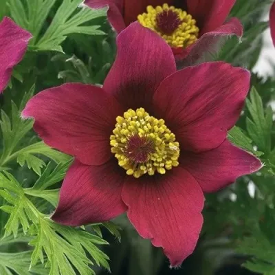 Прострел ПИНВИЛ РЕД ШЕЙДЕС в Тюмени