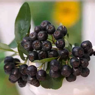 саженцы аронии саженцы аронии