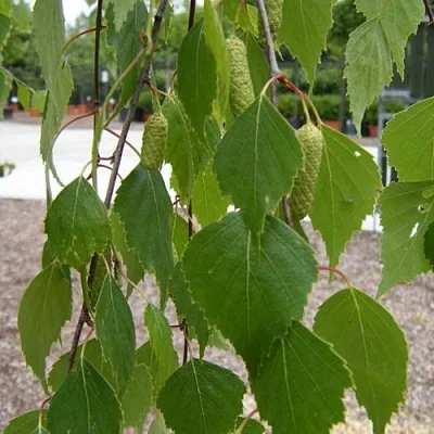 Береза ФАСЦИНЕЙШЕН белая   Береза ФАСЦИНЕЙШЕН белая  в Тюмени