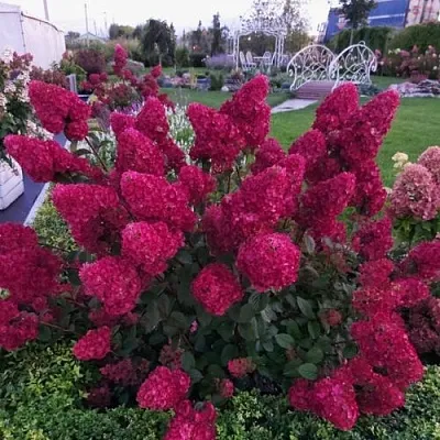 Гортензия САМАРСКАЯ ЛИДИЯ метельчатая в Тюмени